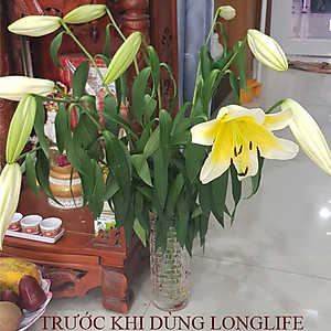 Chăm sóc hoa lâu tàn bằng bột dưỡng cho hoa cắt cành nhập khẩu Israel (Set 50 gói) giữ hoa lâu tàn gấp 2 lần bình thường và 14 ngày không thay nước mới