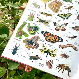 Sách Dán hình nhận biết động vật - Chim và côn trùng