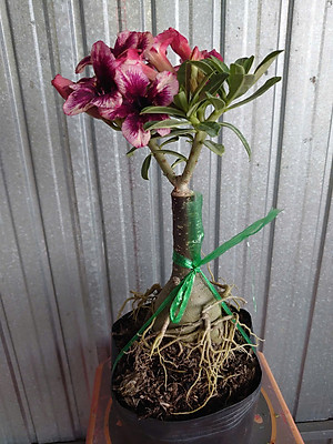 Cây Sứ Thái Kép Hoa Tím - cây cảnh để trong nhà + tặng phân bón cho cây