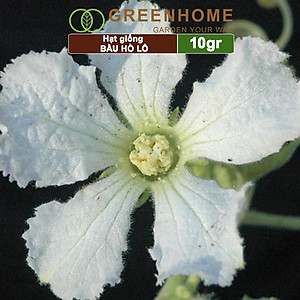 Hạt Giống Bầu Hồ Lô Greenhome, Gói 1g, Dễ Trồng Quanh Năm, Nảy Mầm Cao, Thu Hoạch Nhanh, Năng Suất Cao T11