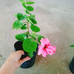 Cây Hoa Dâm Bụt Hồng - cây cảnh vườn + Tặng phân bón cho cây mau lớn