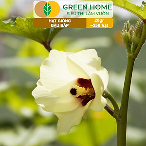 Hạt Giống Đậu Bắp Greenhome, Gói 10gr, Dễ Trồng Quanh Năm, Nảy Mầm Cao, Thu Hoạch Nhanh, Năng Suất Cao T06