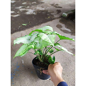 Cây Trầu Bà Trắng - cây cảnh mini để bàn + tặng phân bón cho cây