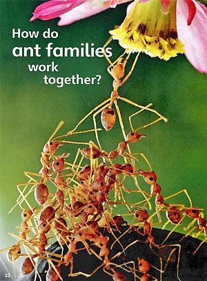 Guess What! Level 5 Pupil's Book British English