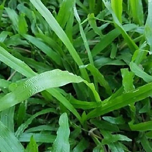 Combo 2 gói Hạt giống cỏ lá Gừng (cỏ lá Tre) -Gói 200 Hạt/tặng kèm gói phân bón lót