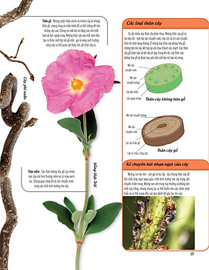 Bách Khoa Thư Về Thế Giới Thực Vật - Cây, Lá, Hoa Và Hạt