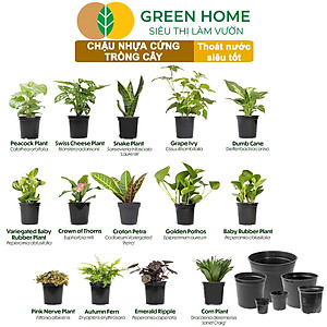 Bộ 3 Chậu nhựa trồng cây, nhiều kích thước, thoát nước tốt, đa dạng kích thước trồng cây, hoa, kiểng lá |Greenhome