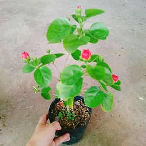 Cây Hoa Dâm Bụt Hồng - cây cảnh vườn + Tặng phân bón cho cây mau lớn