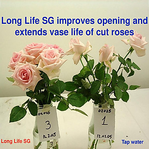 Bột Dưỡng Hoa Hồng Lâu Tàn (Set 10 hộp 1 hộp 10 gói tiết kiệm) giúp hoa luôn tươi mới, cánh hoa hồng cứng cáp gấp 2 lần và trong 14 ngày không thối nước hay cắt tỉa gốc hoa (hiệu Longlife nhập khẩu Israel)