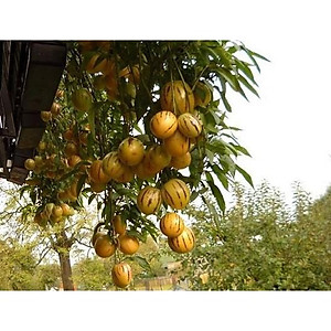 Combo 6 gói hạt giống dưa hấu dưa lưới các loại - tặng 1 gói phân bón