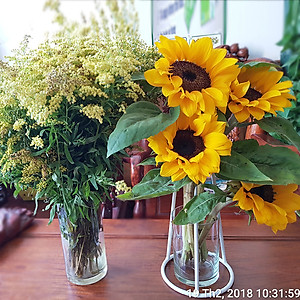  (COMBO 30 GÓI) GÓI DƯỠNG HOA TƯƠI LONGLIFE CỦA ISRAEL GIỮ HOA TƯƠI LÂU GẤP 2 LẦN VÀ 14 NGÀY KHÔNG THAY NƯỚC MỚI