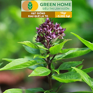 Hạt Giống Rau Quế Greenhome, Gói 10gr~5000 hạt, Húng Quế, Dễ Trồng Quanh Năm, Nảy Mầm Cao, Thu Hoạch Nhanh, Năng Suất Cao G07