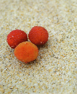 Sách Đá Nhọn Vực Sâu