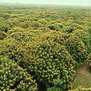 Combo 2 chai cùng loại Mật ong rừng nguyên chất Honimore Hoa Nhãn Cổ Thụ 500g