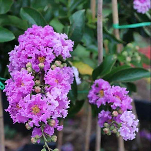 Cây bằng lăng thái - cây cảnh vườn + tặng phân bón cho cây