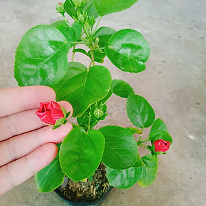 Cây Hoa Dâm Bụt Hồng - cây cảnh vườn + Tặng phân bón cho cây mau lớn