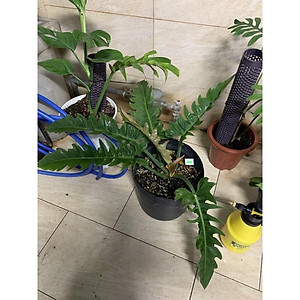 Cây trầu bà cung đàn - Cây cảnh để trong nhà + tặng phân bón cho cây