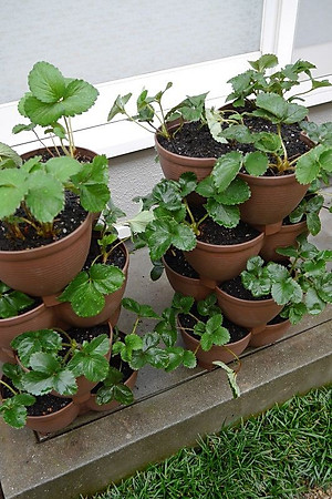 Chậu trồng cây cảnh 03 khoang Yamada 4L làm từ nhựa PP cao cấp cứng cáp, độ bền cao - nội địa Nhật Bản