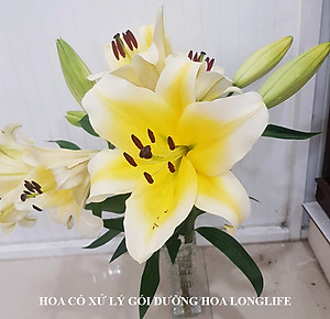 Bột Cắm Hoa Lily Tươi Lâu, Hiệu Longlife nhập khẩu Isarel (Bộ 30 gói)