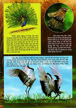 Sách Thế Giới Động Vật Kì Thú - Thế Giới Loài Chim