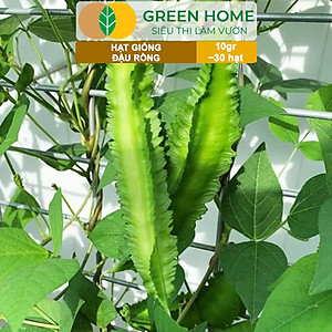 Hạt Giống Đậu Rồng Greenhome, Gói 10gr~30 hạt, Dễ Trồng Quanh Năm, Nảy Mầm Cao, Thu Hoạch Nhanh, Năng Suất Cao T08
