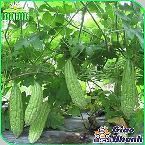 Hạt giống Khổ Qua Mỡ Trái Dài Chịu Nhiệt Tốt, Sinh Trưởng Khỏe, Trồng Quanh Năm (gói 2 gram) - Hạt giống Rạng Đông