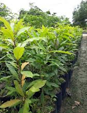 Cây lộc vừng hoa đỏ, cây cao 40-50cm