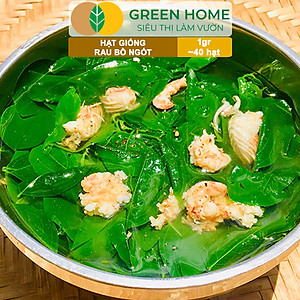 Hạt Giống Rau Bồ Ngót Greenhome, Gói 0,5g, Dễ Trồng Quanh Năm, Nảy Mầm Cao, Thu Hoạch Nhanh, Năng Suất Cao R18
