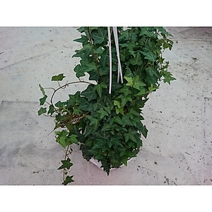 Cây Thường Xuân - cây cảnh vườn + tặng phân bón cho cây