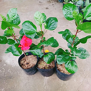 Hoa Dâm Bụt Thái - (cánh kép, giống mới) + tặng phân bón cho cây mau lớn