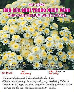 Hạt giống hoa Cúc Mini Trắng Nhụy Vàng VTS165