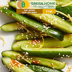 Hạt Giống Dưa Leo Baby Greenhome, Gói 5 Hạt, Trái Suôn Dạng Chùm Giòn Ngọt, Dễ Trồng Quanh Năm, Năng Suất Cao T01