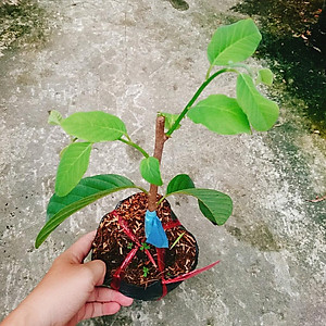 Cây Na thái - Na Xiêm - cho trái siêu to khổng lồ + tặng phân bón