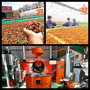 Cà Phê Arabica Cầu Đất Nguyên Chất Rang Mộc Đặc Biệt, Hậu Vị Ngọt Đậm Hương Trái Cây, Hạt Pha Máy Xay Pha Phin Ngon Từ Nông Trại Message Coffee  