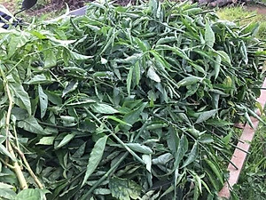 Cây xương khỉ (Cây bìm bịp - Cây mảnh cộng)  - Sản phẩm khô về làm trà ( Gói 500gr)