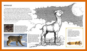 Sách Fantastic Beasts: The Wonder of Nature (Amazing Animals and the Magical Creatures of Harry Potter and Fantastic Beasts) (Paperback)