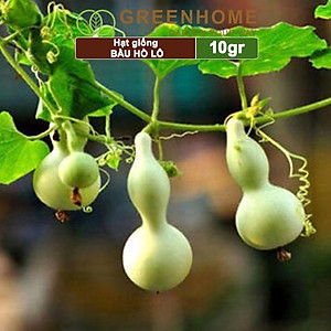 Hạt Giống Bầu Hồ Lô Greenhome, Gói 1g, Dễ Trồng Quanh Năm, Nảy Mầm Cao, Thu Hoạch Nhanh, Năng Suất Cao T11