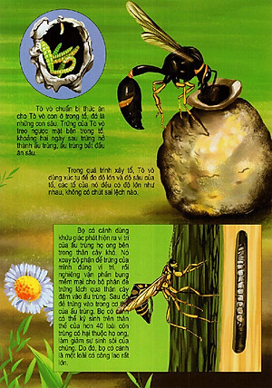 Sách Thế Giới Động Vật Kì Thú - Vườn Côn Trùng