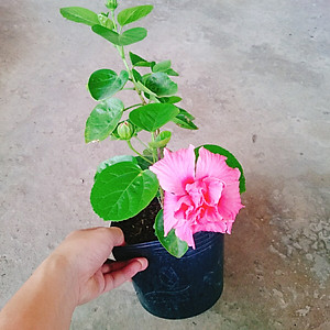 Cây Hoa Dâm Bụt Hồng - cây cảnh vườn + Tặng phân bón cho cây mau lớn