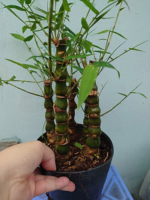 Cây Trúc Quan Âm - Trúc Phật Bà - Cây trúc đùi gà - cây tre đùi ếch