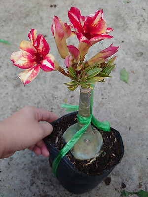 Cây Hoa Sứ Thái Ghép (giao màu ngẫu nhiên)