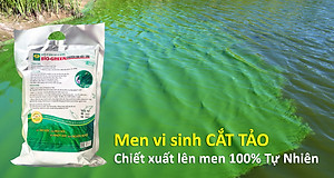 BIO-GREEN vi sinh xử lý nước ao hồ nuôi Cá Tôm bị ô nhiễm hoi thối. Cắt tảo xanh, tiêu nhớt đáy. Phân hủy cặn bã dư thừa làm trong sạch nguồn nước