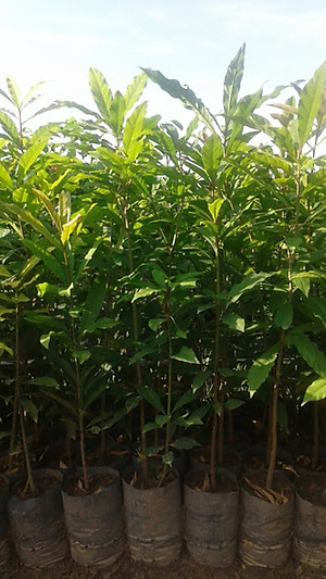 Combo - 2 Cây lộc vừng hoa đỏ, cây giống cao khoảng 60cm