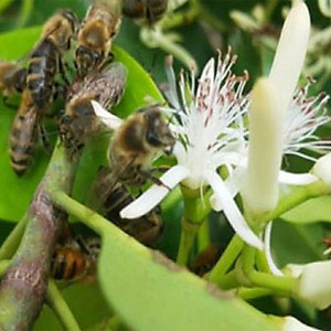 Mật ong rừng thượng hạng miền biển - 100% mật ong chín Cha Rồng Honimore 110g