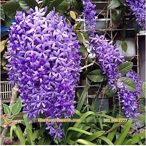 Cây mai xanh thái lan - Cây cảnh sân vườn trồng cổng rào ban công