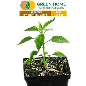 Hạt Giống Ớt Chỉ Thiên Greenhome, Gói 1gr, Sai Trái, Siêu Cay, Dễ Trồng Quanh Năm, Nảy Mầm Cao, Thu Hoạch Nhanh G10