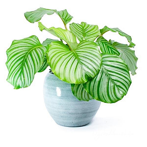 Cây đuôi công táo - cây cảnh để bàn + tặng phân bón cho cây