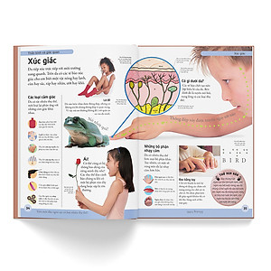 Sách Bách Khoa Cho Trẻ Em – Cơ Thể Người