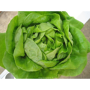 PN - Hạt Giống Xà Lách Búp Đăm, Cuốn Búp Chắc, Kháng Bệnh, Chịu Mưa - Trồng Rau Xanh Rau Sạch Bằng Đất Sạch, Mùn Dừa
