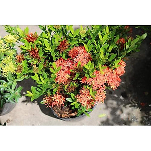 Cây Mẫu Đơn Đỏ - Cây Bông Trang Đỏ + Tặng phân bón cho cây